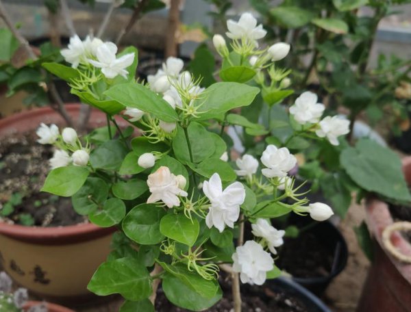 一年四季开花好养的花有哪些