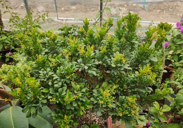 一年四季开花好养的花有哪些