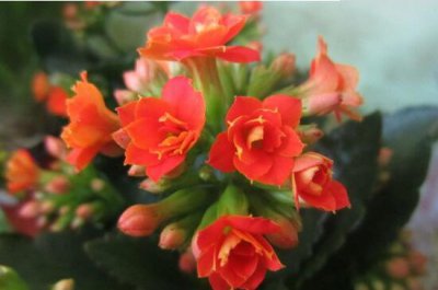 长寿花花期多久 长寿花的花期护理方法