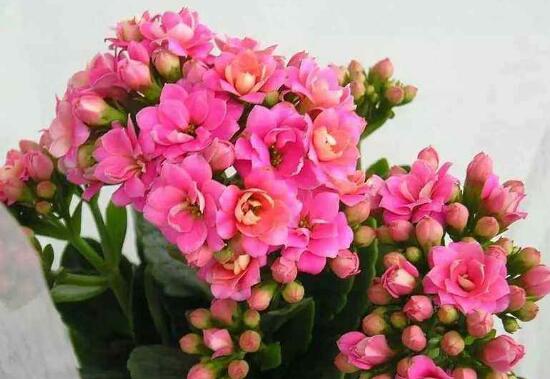 长寿花花期多久