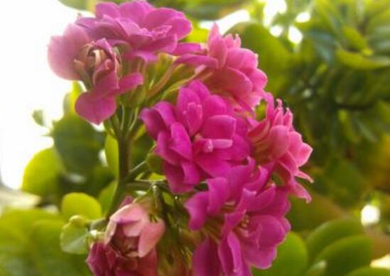 长寿花花期多久