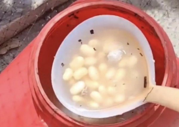 黄豆用来养花有什么作用