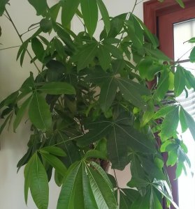 发财树出现腐烂怎么办 有关发财树的养护小技巧