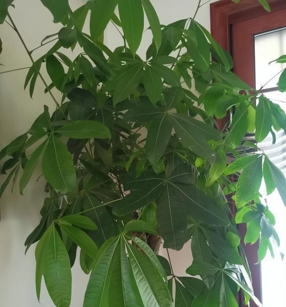 发财树出现腐烂怎么办