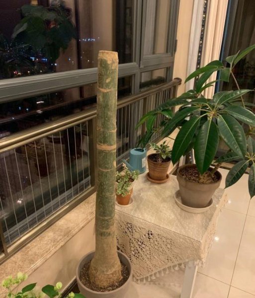 发财树出现腐烂怎么办