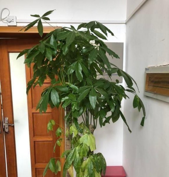 发财树出现腐烂怎么办