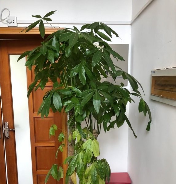 发财树出现腐烂怎么办