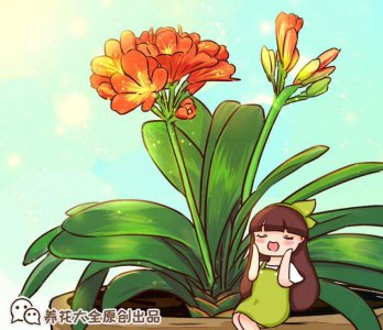 君子兰购买需要注意什么 详解君子兰选购标准