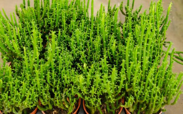 光棍树是什么植物