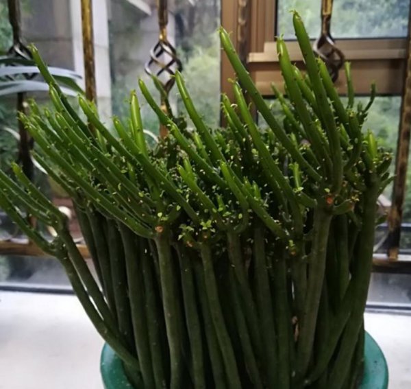 光棍树是什么植物