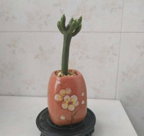 光棍树是什么植物