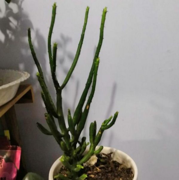 光棍树是什么植物