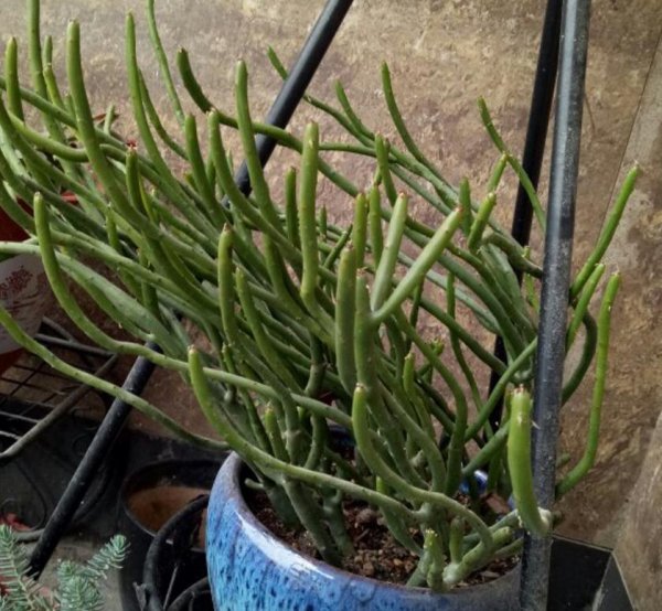 光棍树是什么植物