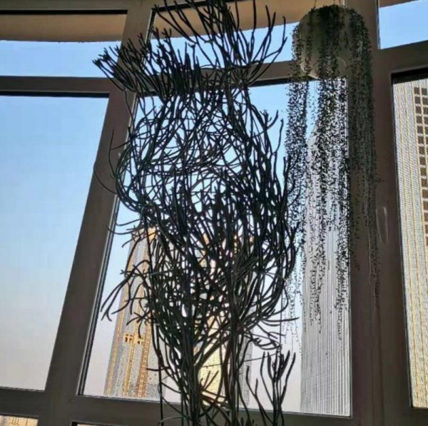 光棍树是什么植物