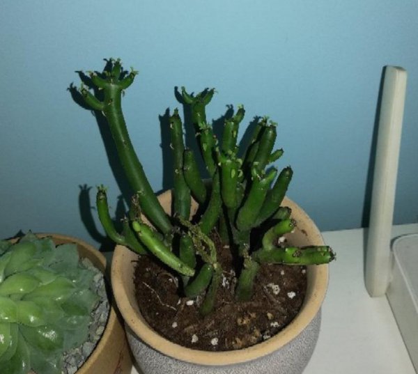 光棍树是什么植物