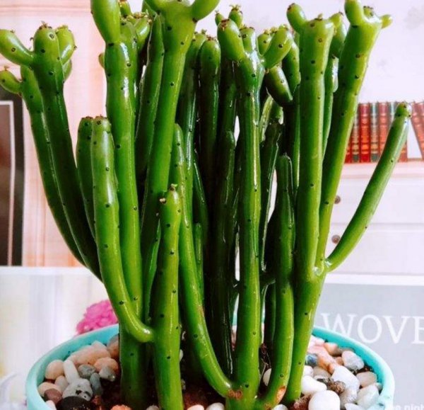 光棍树是什么植物