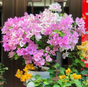 6种花怕水的植物 冬天要干养多晒 春天开花早