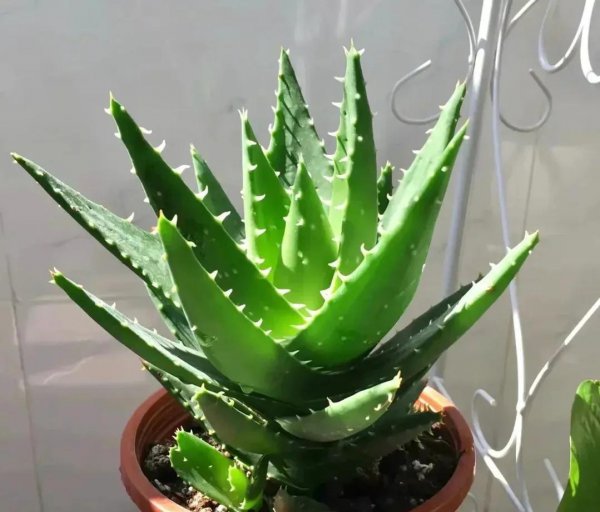 6种花怕水的植物