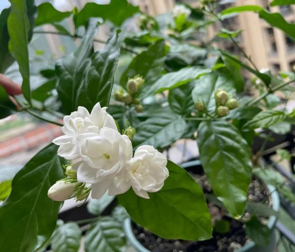 6种花怕水的植物