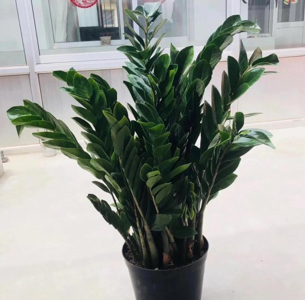 6种花怕水的植物