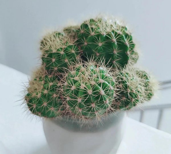 6种花怕水的植物