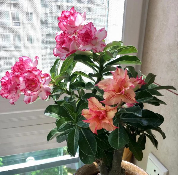 6种花怕水的植物