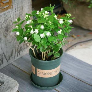 虎头茉莉秋季怎么养才能开花旺盛 有关虎头茉莉秋季养护技巧