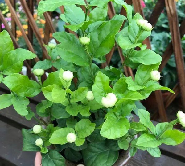 虎头茉莉秋季怎么养才能开花旺盛