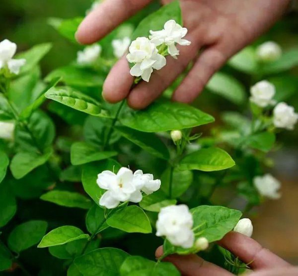 虎头茉莉秋季怎么养才能开花旺盛