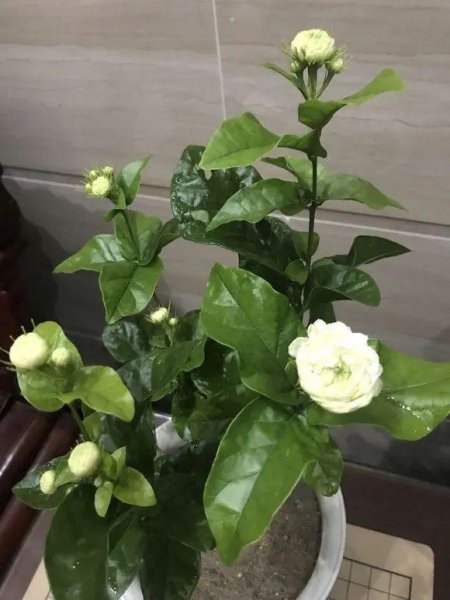 虎头茉莉秋季怎么养才能开花旺盛