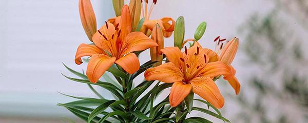 盆栽百合花要晒太阳吗