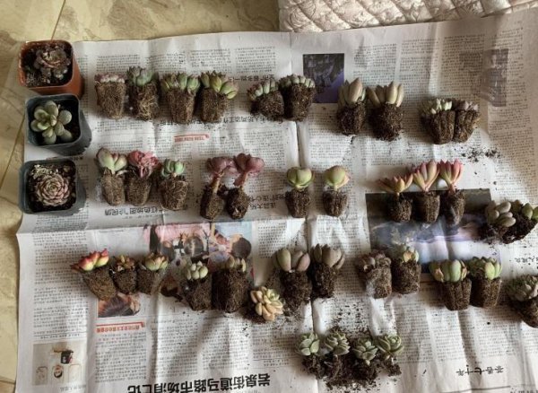 网购多肉发现有问题怎么办