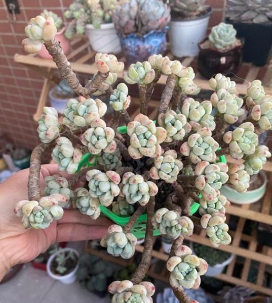 网购多肉发现有问题怎么办