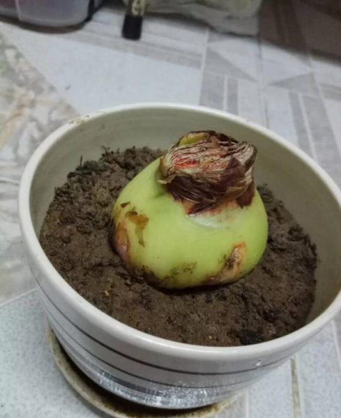 养花有哪些智商税