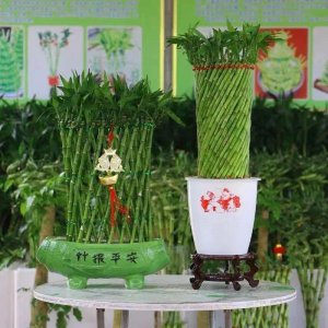 秋天养富贵竹需要注意什么 盘点秋天养富贵竹需要注意的5个小细节