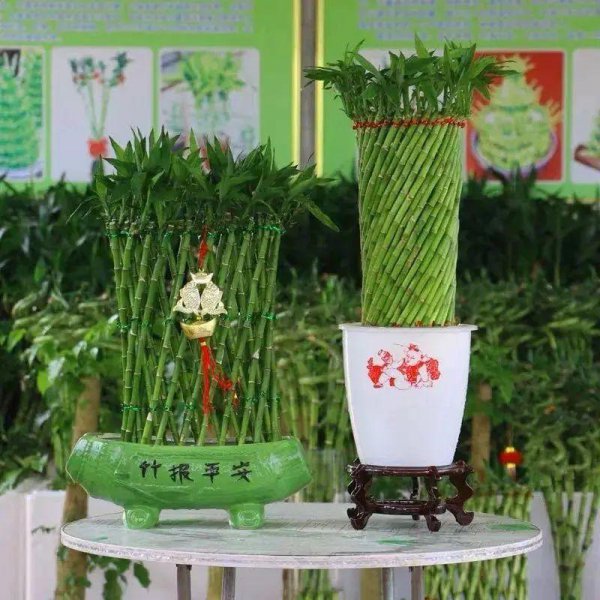 秋天养富贵竹需要注意什么