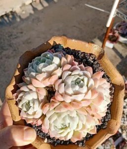 春天多肉长花箭了怎么办 多肉春天的养护解析