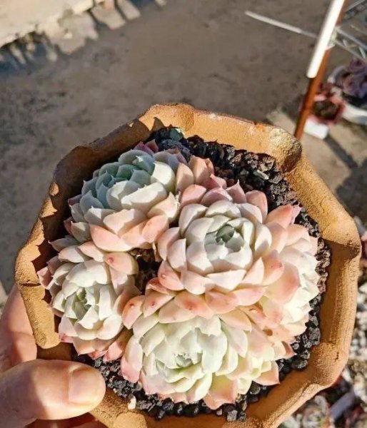 春天多肉长花箭了怎么办