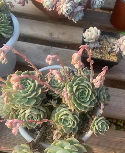 春天多肉长花箭了怎么办
