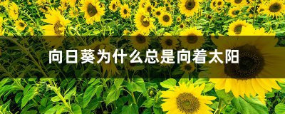 向日葵为什么总是向着太阳 竟然是怕太阳？