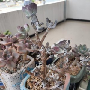 多肉的旧土可不可以重复利用 让旧土变新土的办法