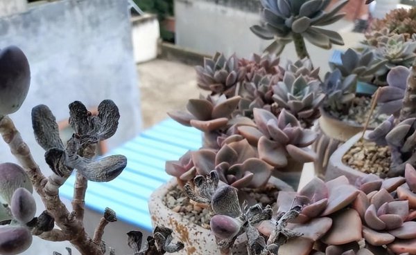 多肉的旧土可不可以重复利用