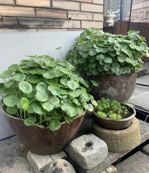 铜钱草怎么养才能开花爆盆