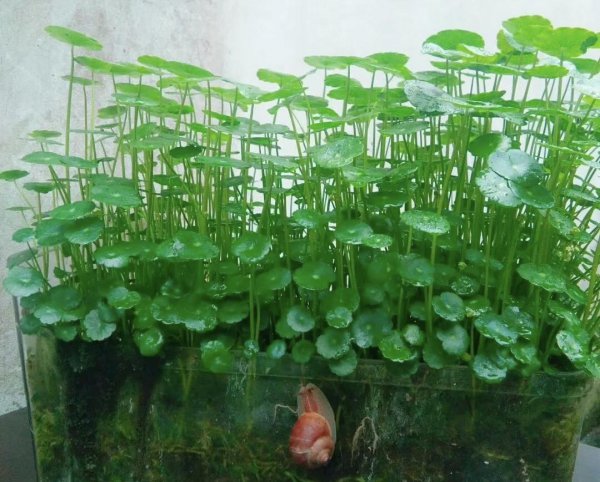 铜钱草怎么养才能开花爆盆