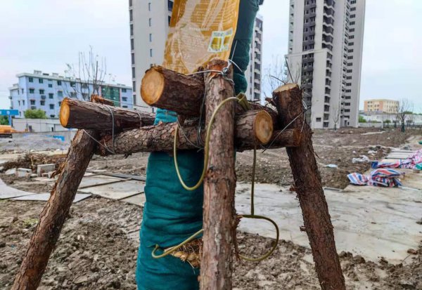 乌桕迟迟不发芽怎么办