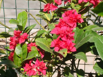 三角梅花期不开花怎么办 三角梅花期开花养护技巧