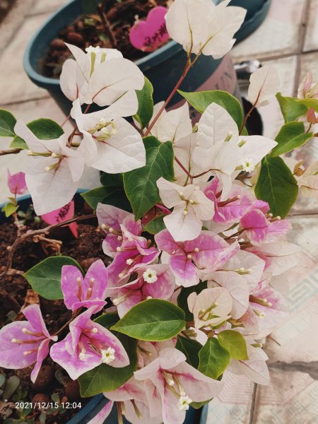三角梅花期不开花怎么办