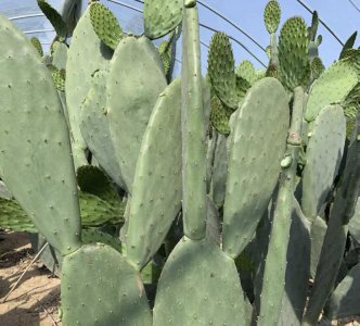 仙人掌能长成大树吗 揭秘仙人掌长成大树的因素