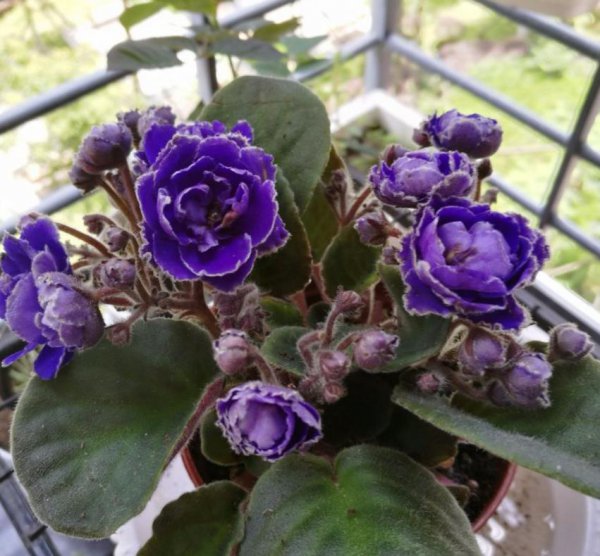 紫罗兰花期怎么延长