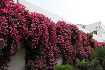 蔷薇花有什么功效与作用 盘点蔷薇花七大功效与作用
